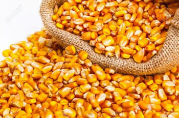 Yellow Corn Maize