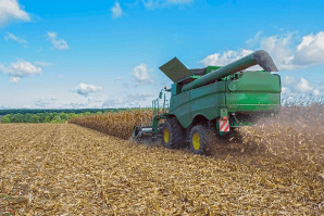 Yellow Corn Harvest
